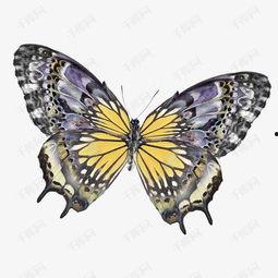 蝴蝶的资料和图片,蝴蝶世界的绚烂色彩与神秘蜕变